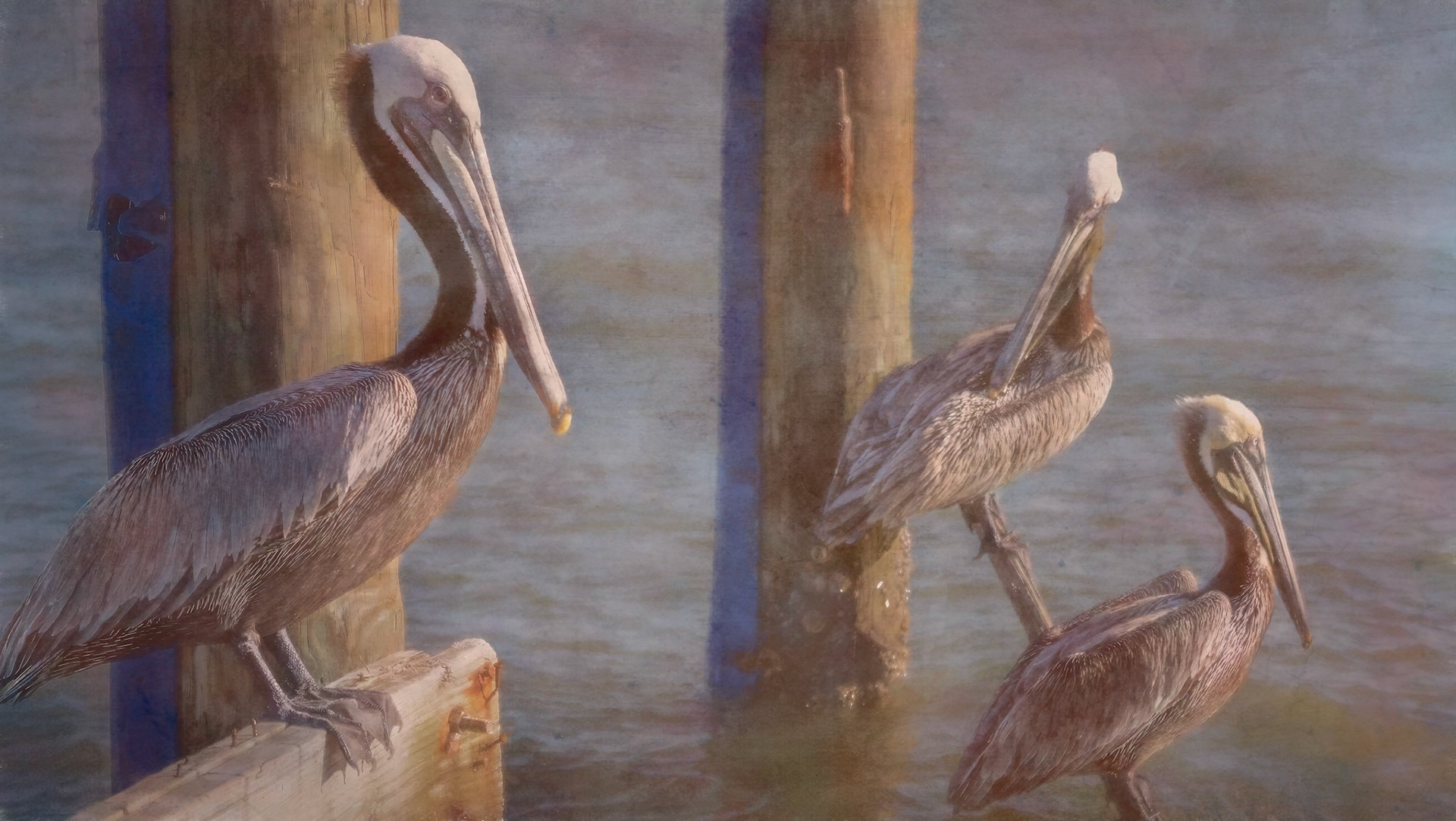 Posing Pelicans