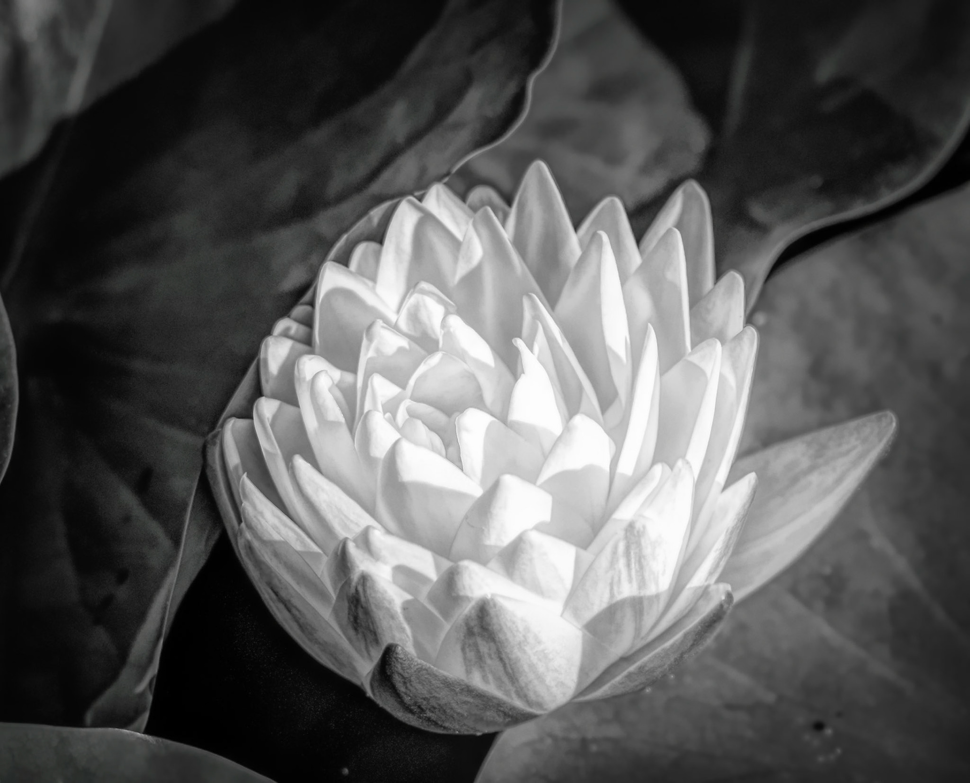 White Lotus in B&amp;W