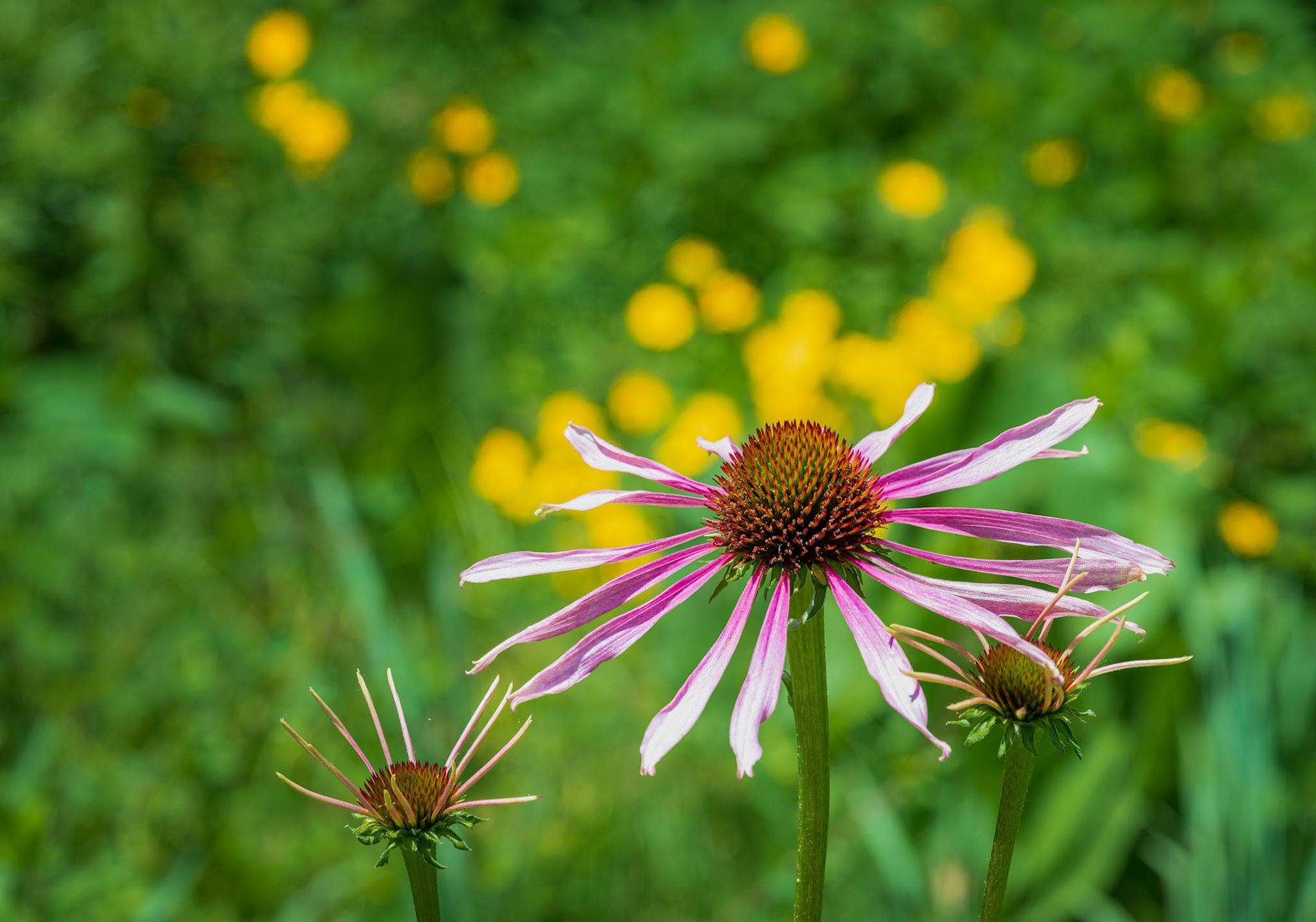 Emerging Beauty - Blooming Coneflowers captured at Shaw Nature Reserve