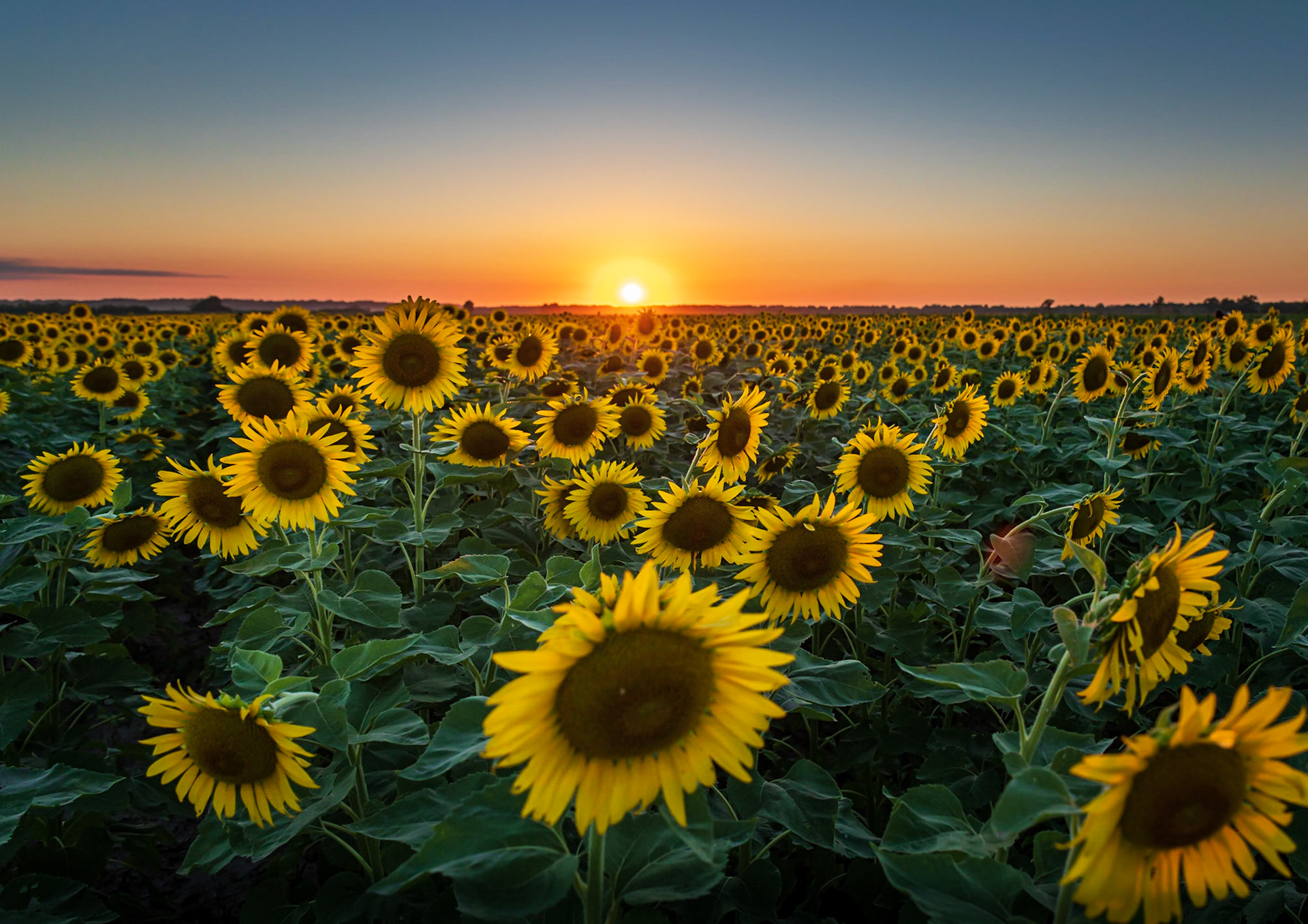 Sunflower Sunset At the Columbia Bottom Conservation Area