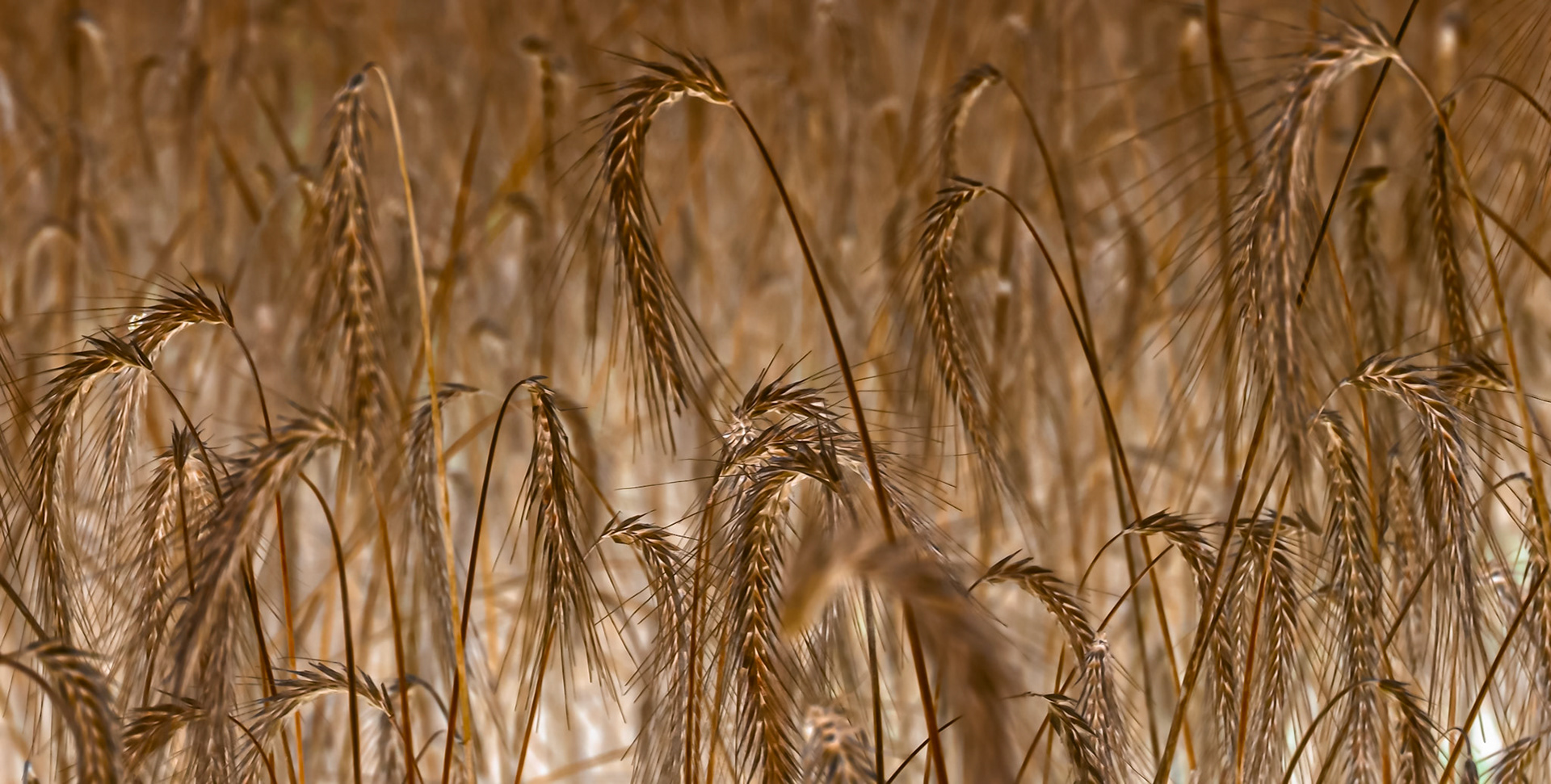 Golden Wild Wheat - captured at the Columbia Bottom Conservation Area.  Applied a LAB inversion in Photoshop creating an interesting backlit effect.