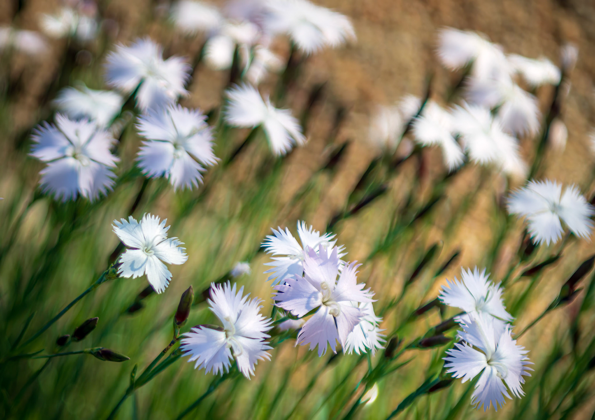 Spring's Beauty - Dianthus flowers blooming in the Missouri Botanical Garden.
