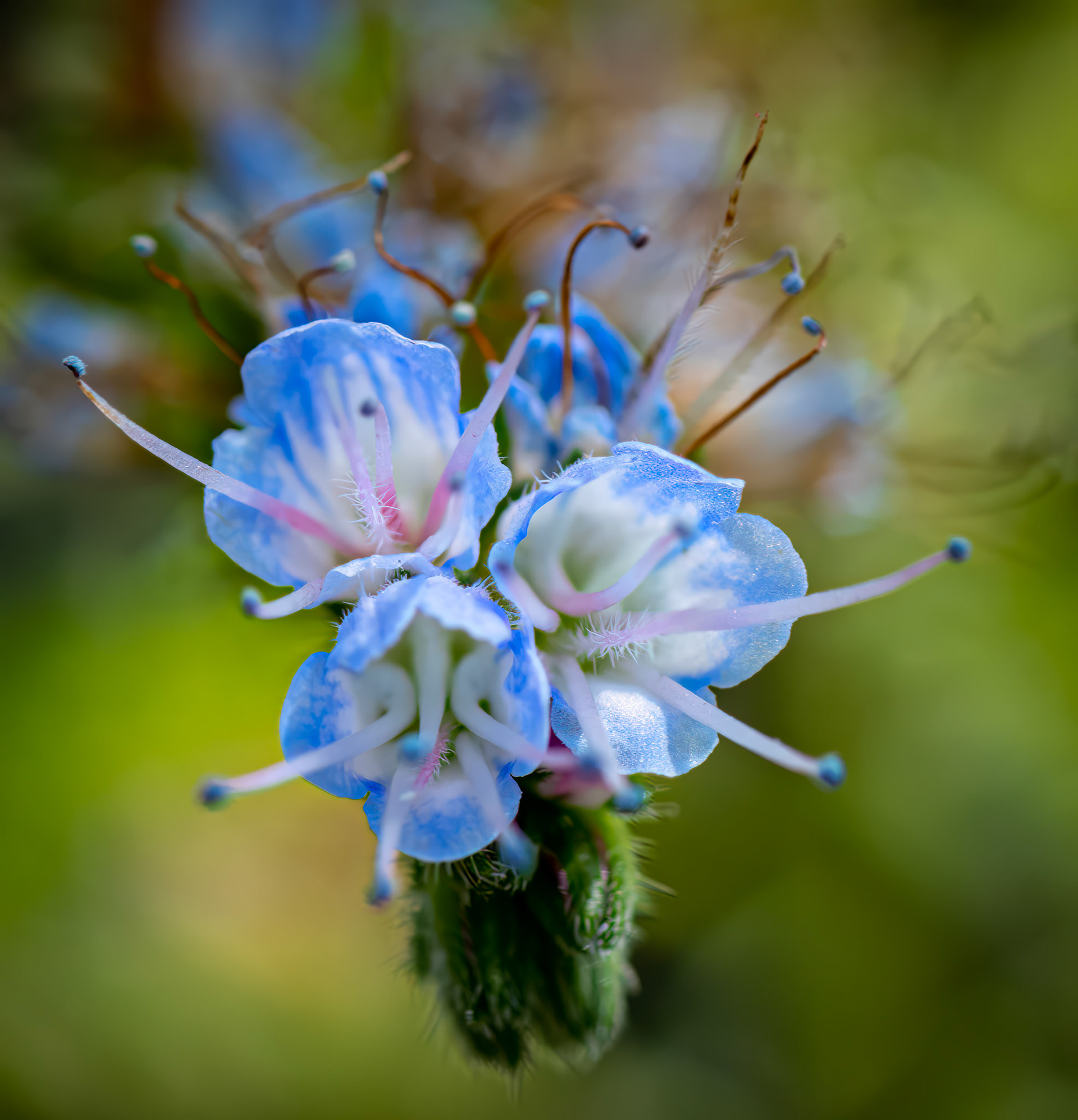 Scorpionweed Flower - the name belies its beauty - AKA Phacelia, captured at the Missouri Botanical Garden