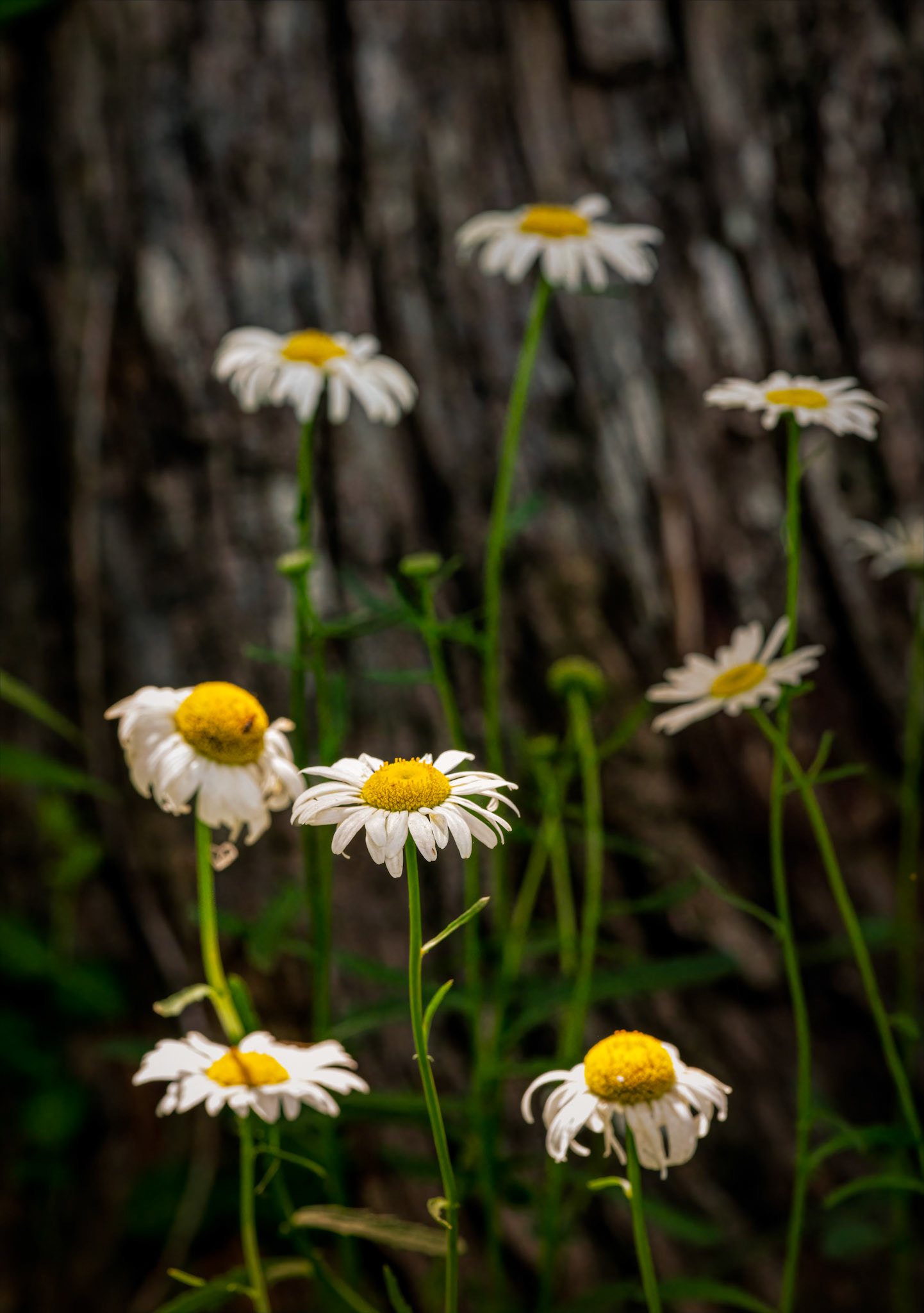 Wild Daisies - Captured at the Shaw Nature Reserve