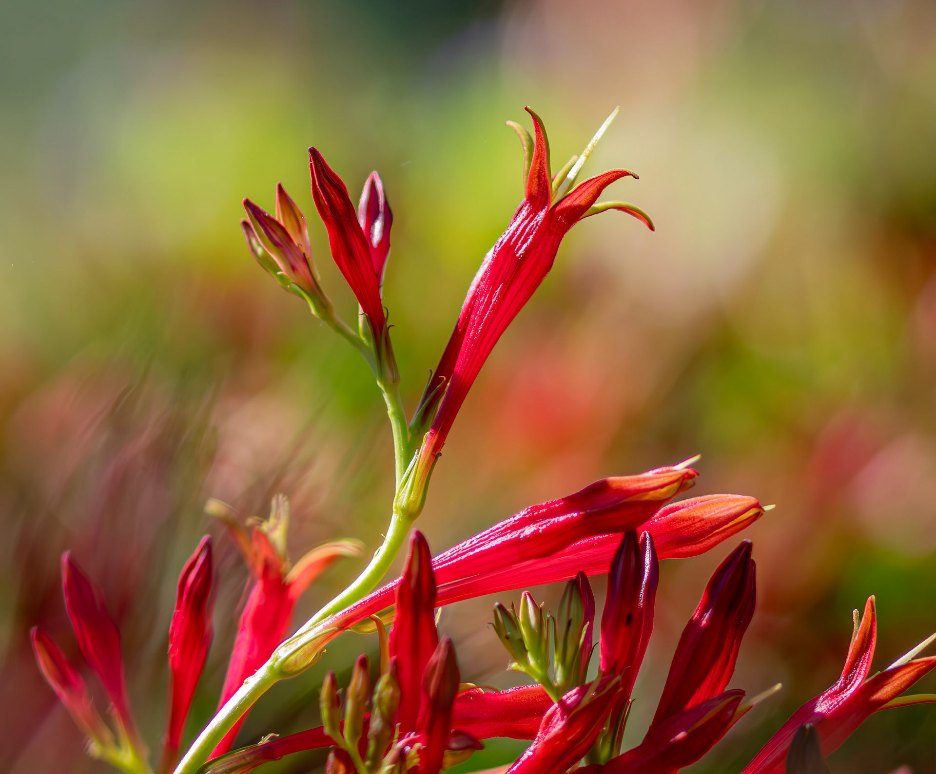 Cascade of Color - Indian Pink aka Spigelia marilandica, captured at the Shaw Nature Reserve