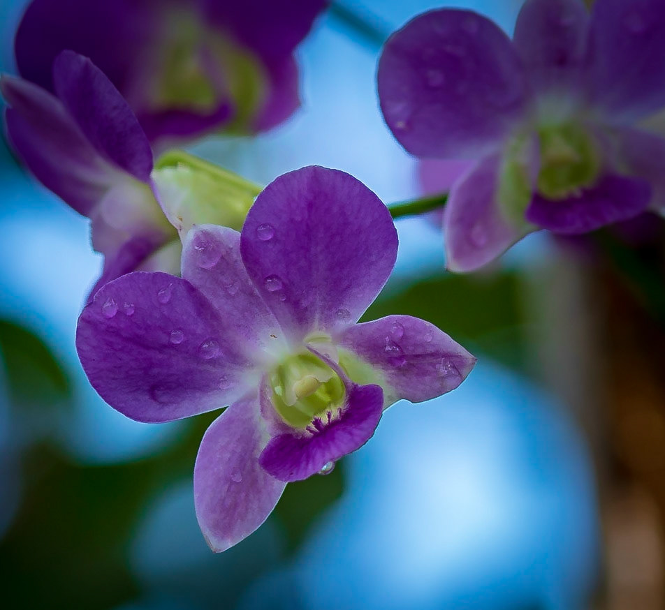 Purple Orchids - Captured at The Butterfly House