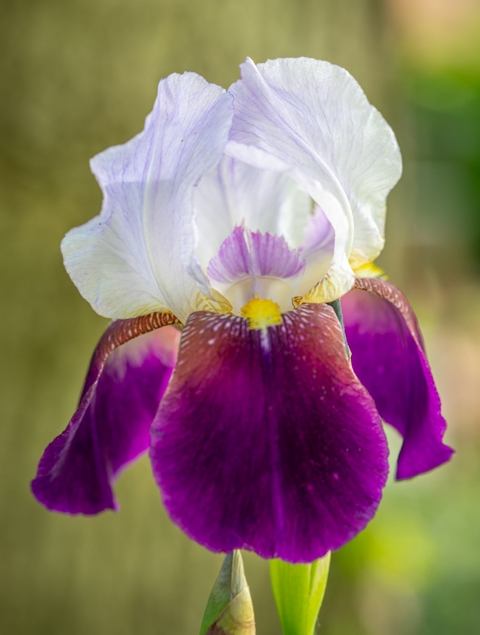 Nature In Our Backyard - Bearded Iris from my wife’s garden