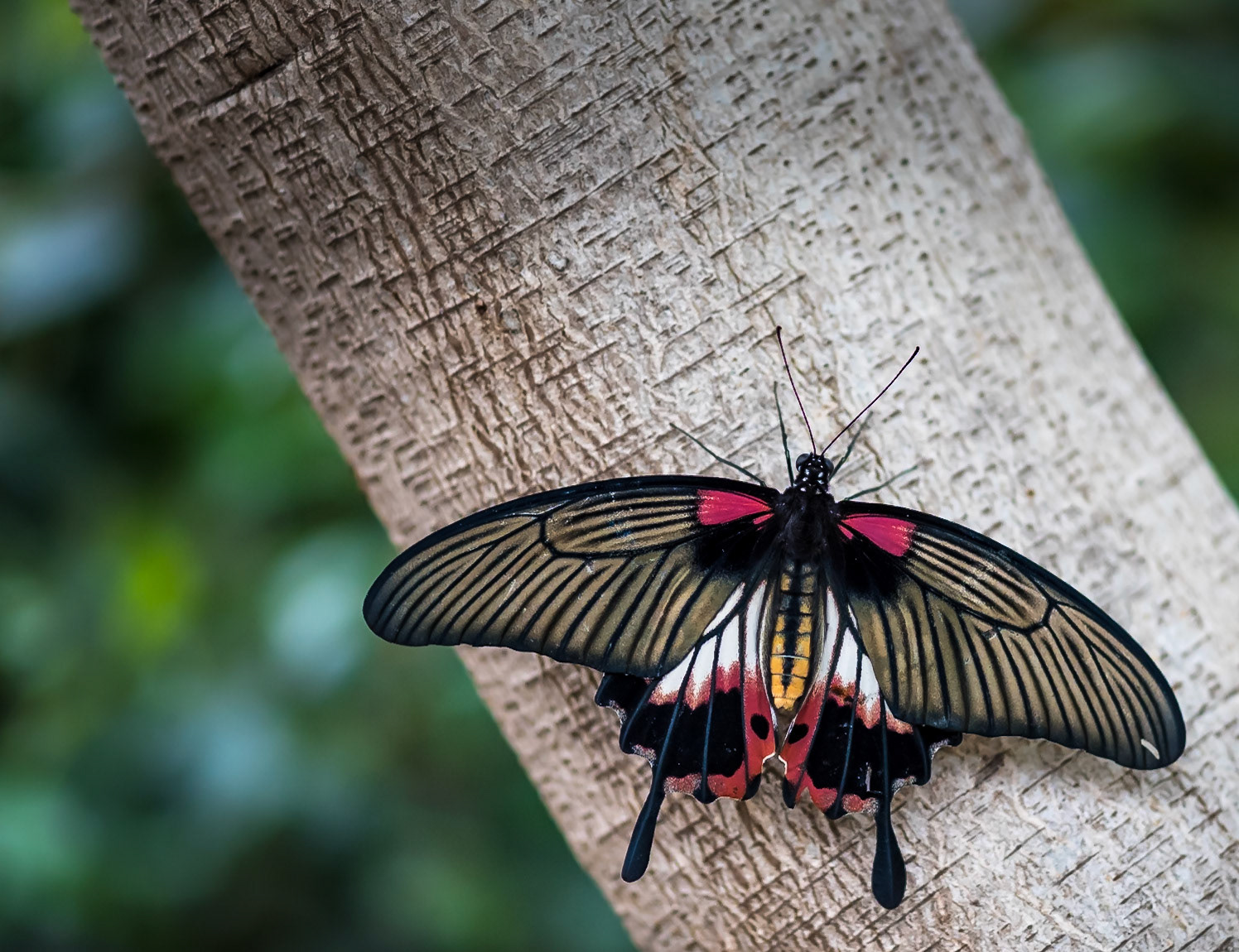 Great Mormon Swallowtail Butterfly - Sophia M Sachs Butterfly House