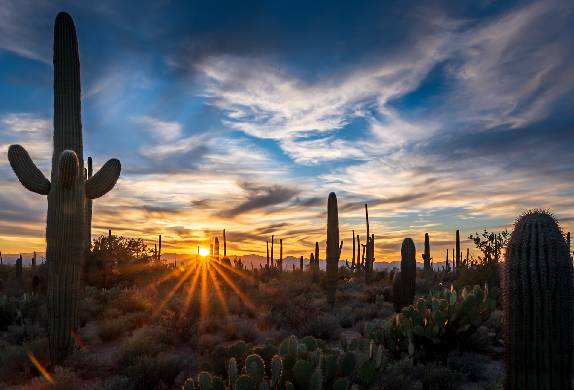 Saguaro Sunset