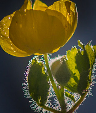 Back Lit Poppy - Captured in Shaw Nature Reserve