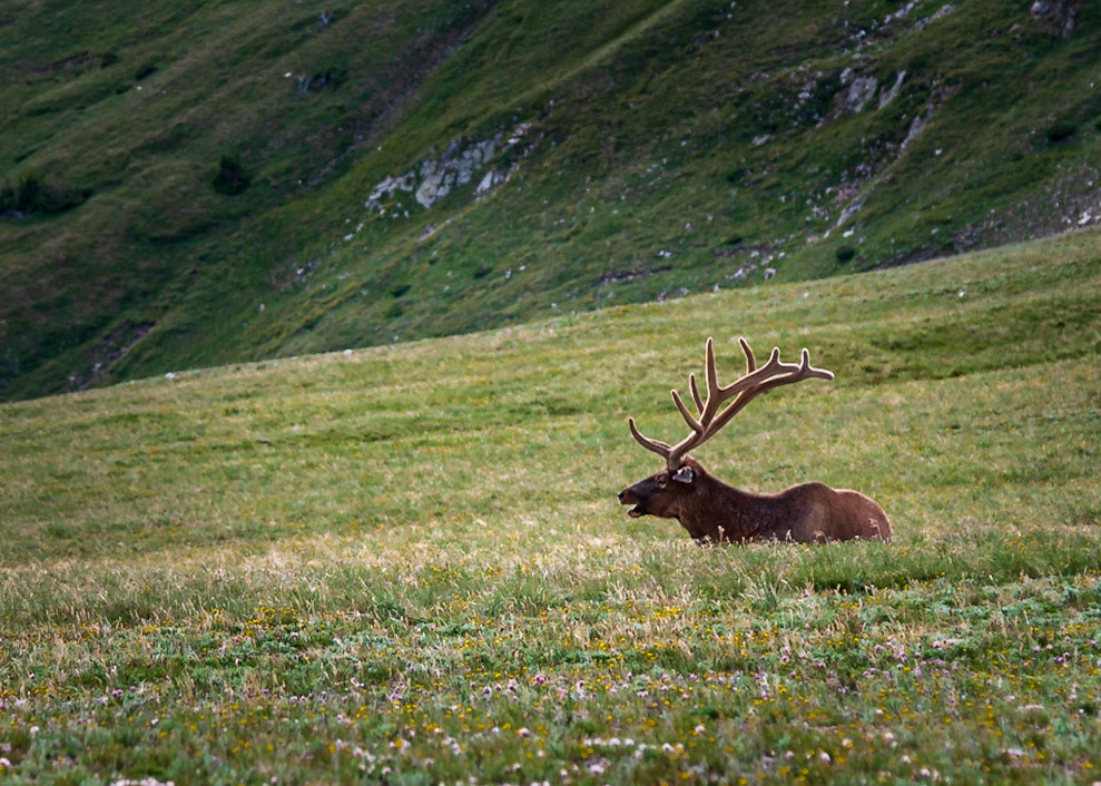 Grand Elk - Rocky Mountain National Park