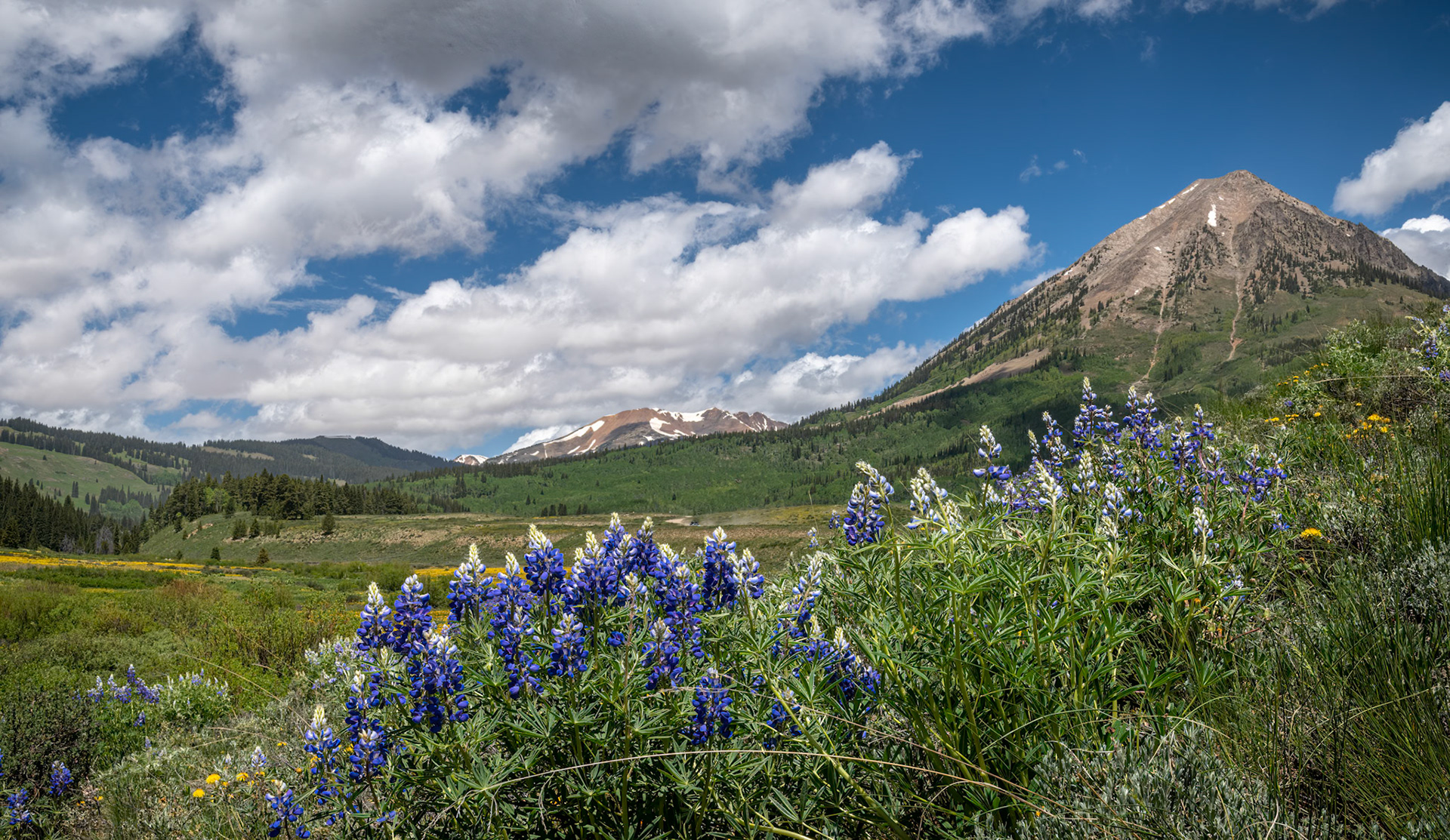 Wildflowers Blooming In The Rockies - Colorado Rocky Mountain landscape near Crested Butte