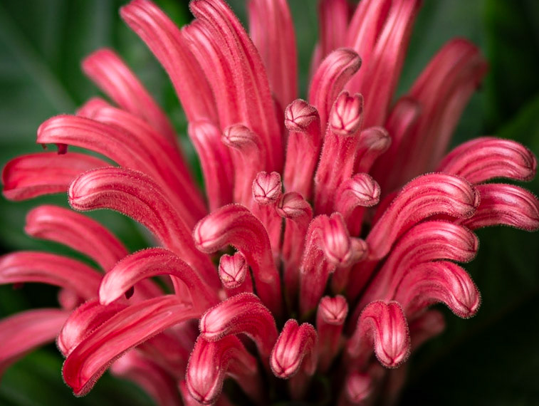 Budding Brazilian Plume
