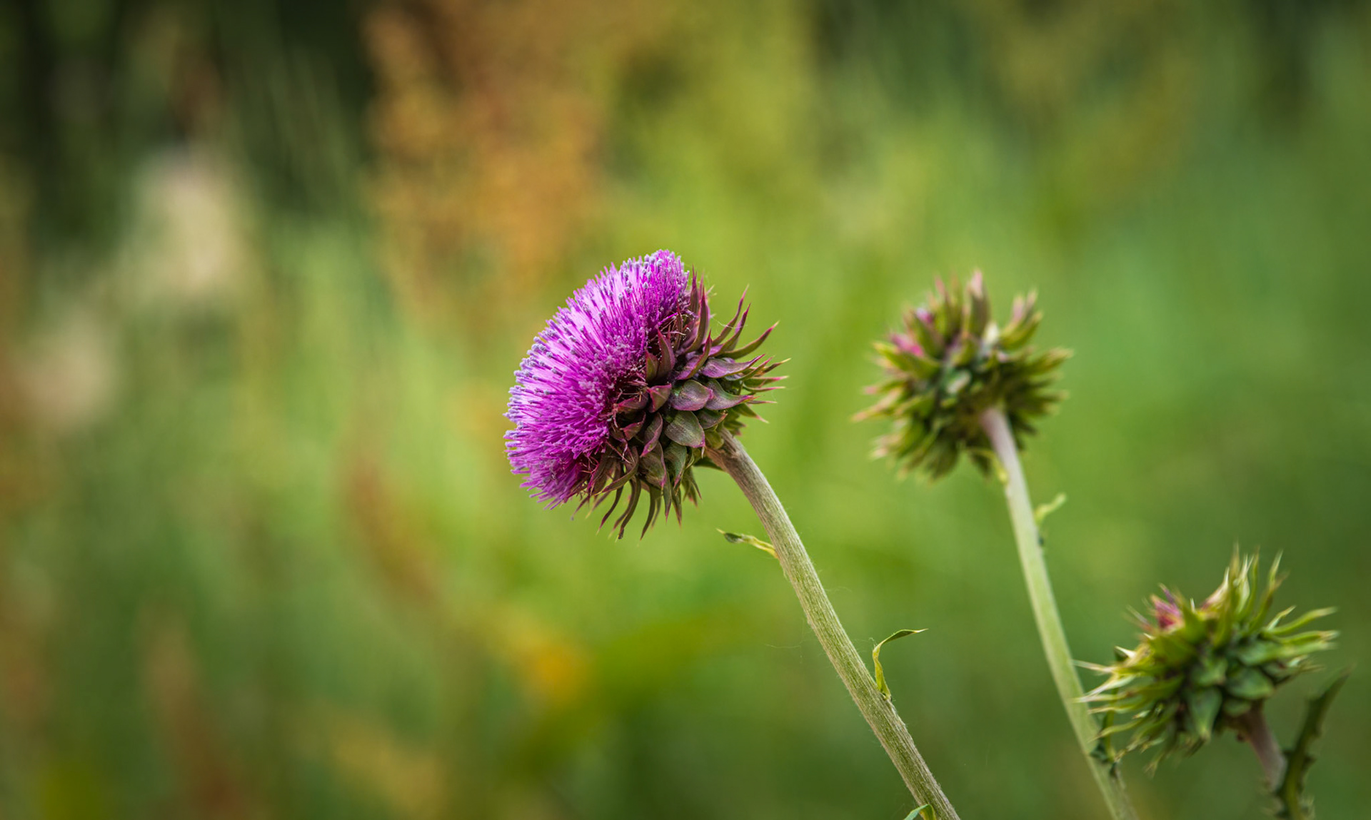 Wild Musk Thistle Flowers - Captured hiking in Longmont, Colorado