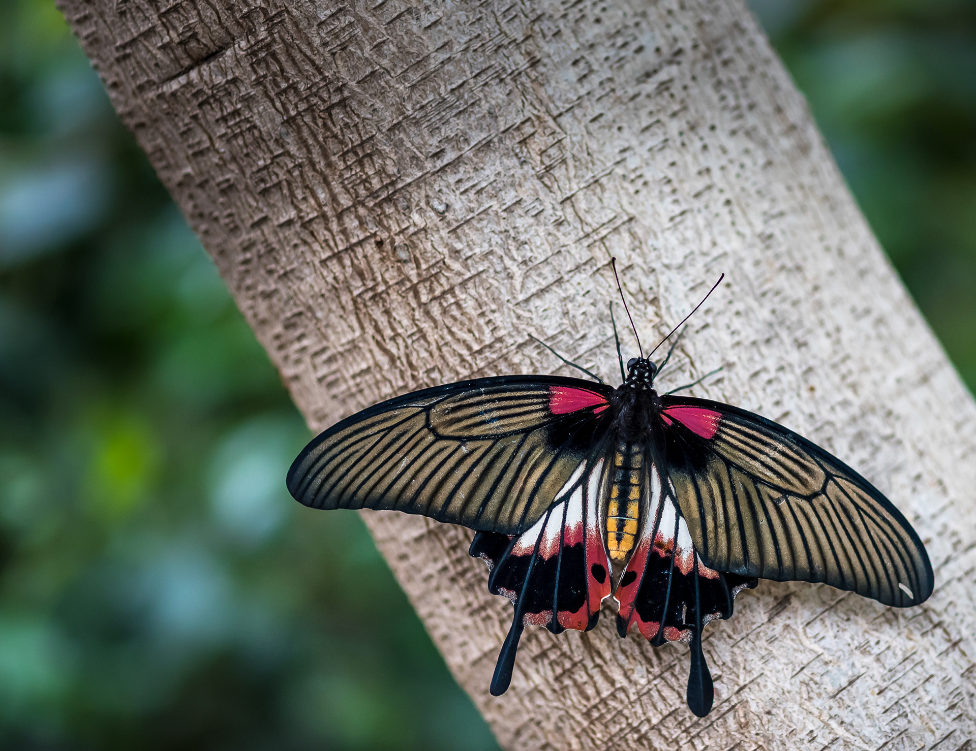 Great Mormon Swallowtail Butterfly