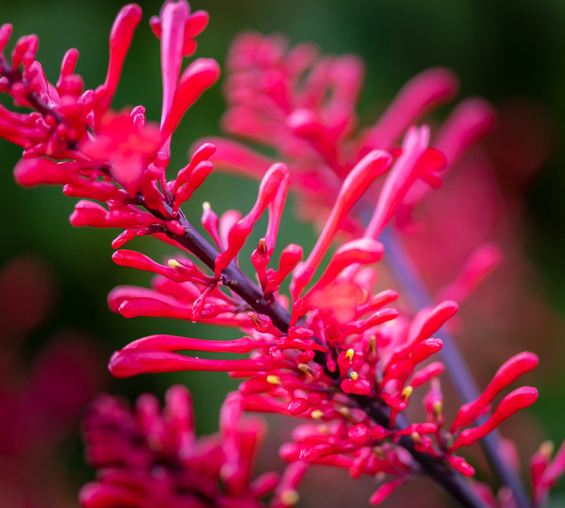 Fire Spike Plant Naples FL