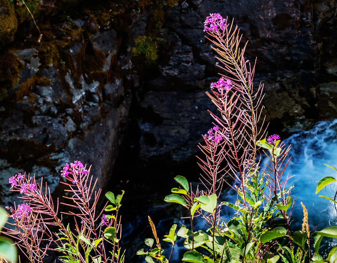 Wildflowers and mountain stream along the Going To The Sun Road in Glacier National Park