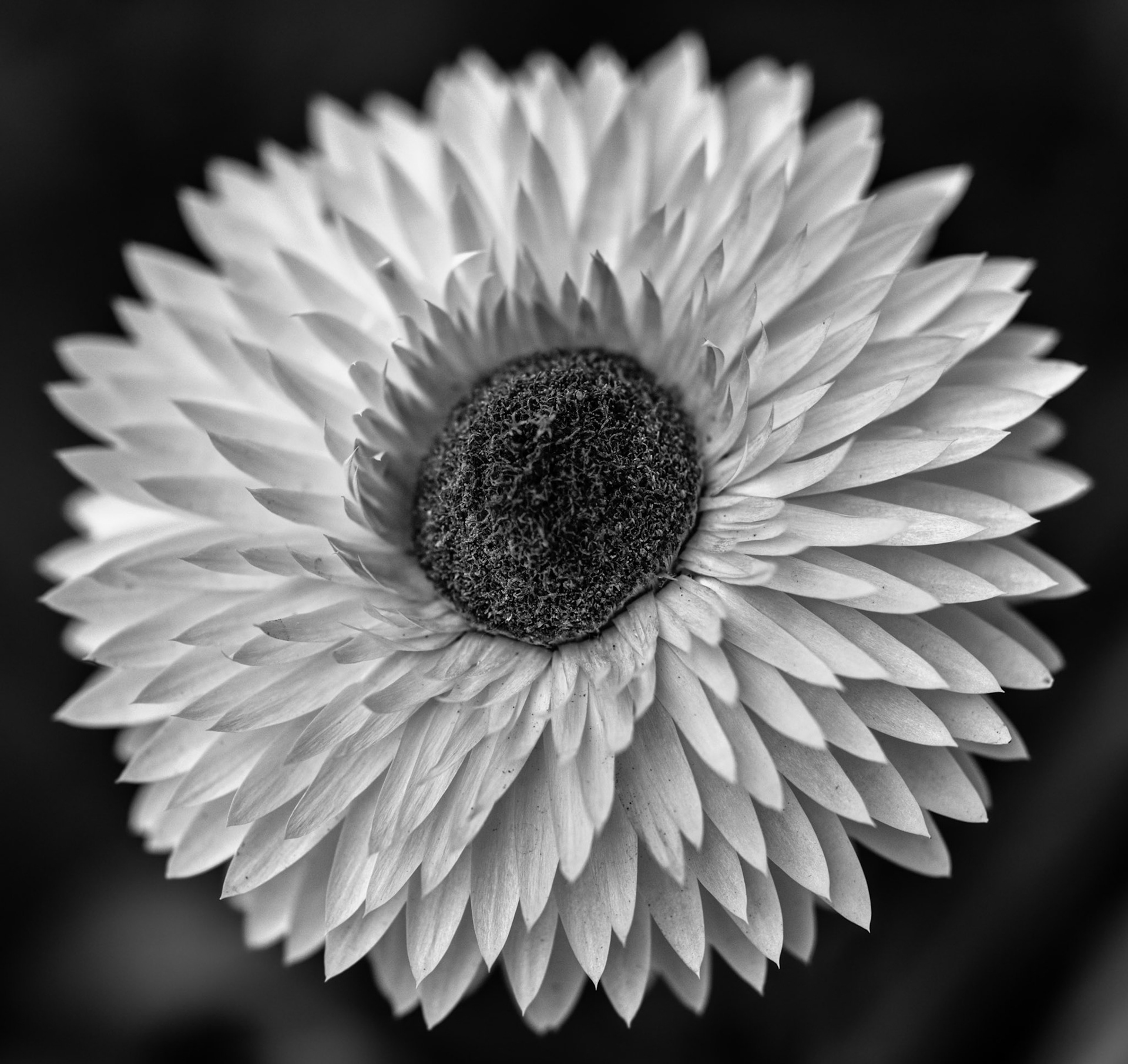 Calendula aka Pot Marigold in B&amp;W