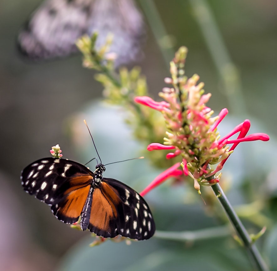 Brown Longwing Butterfly - Sophia M Sachs Butterfly House