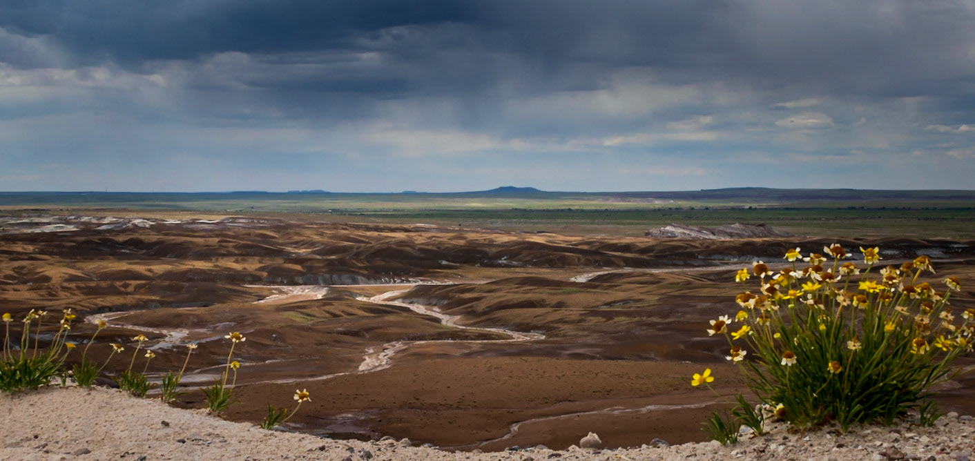 Nature's Beauty in the Petrified Forest National Park
