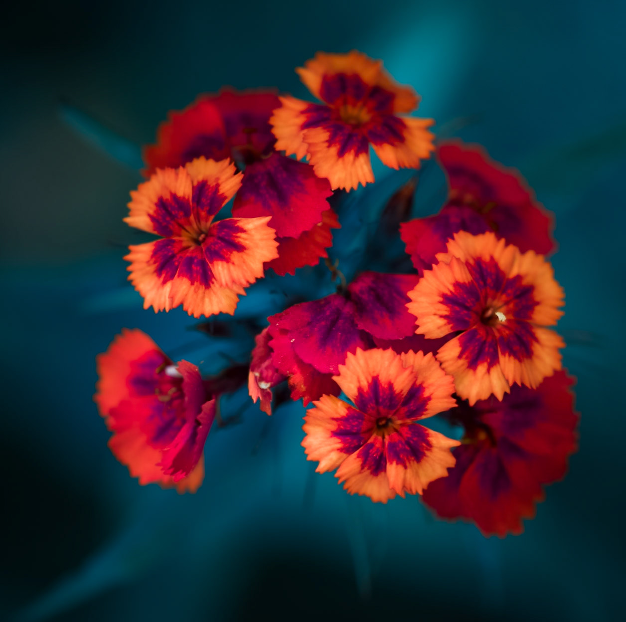 Wild Dianthus Flowers - captured in Rocky Mountain National Park with an abstract rendering utilizing a Photoshop LAB inversion