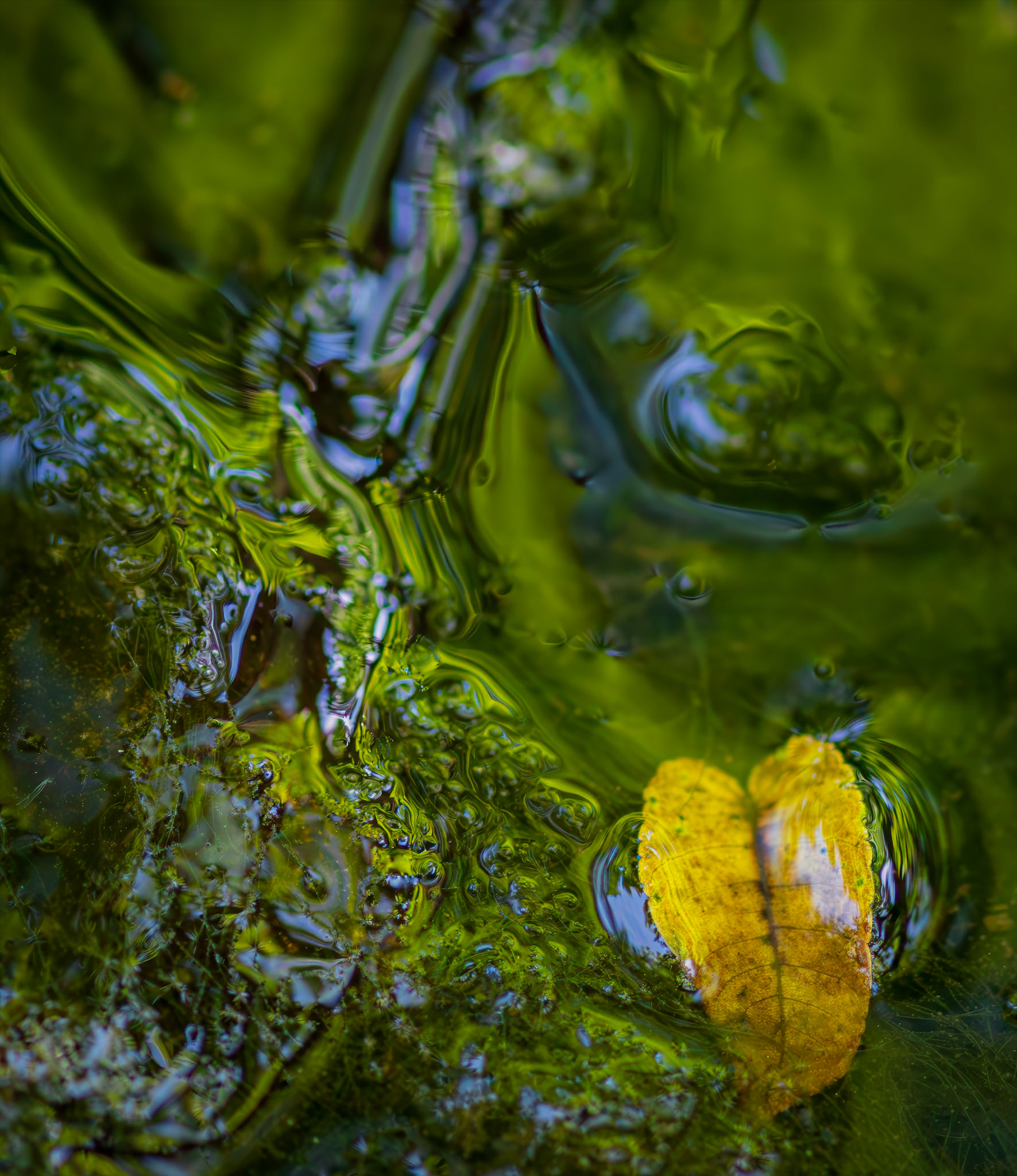 Nature's Way - Close up abstract of a leaf on a slow moving water feature at the Shaw Nature Reserve