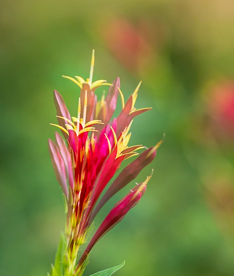 Multiple Exposure of an Indian Pink Flower - captured at the Shaw Nature Reserve