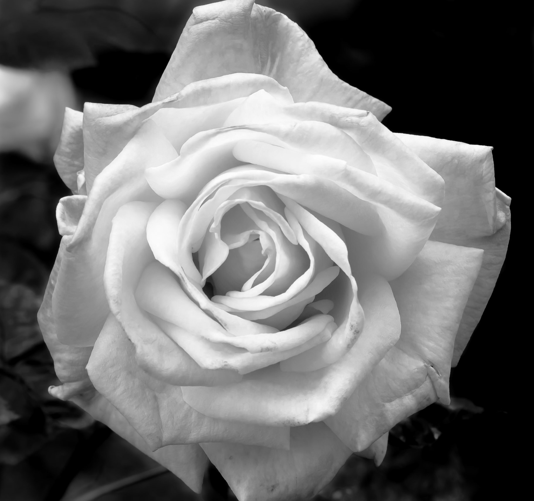 Rose in Black &amp; White - Captured in the Tlaquepaque Art Village in Sedona Arizona
