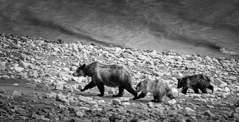 Grizzly Bear &amp; Cubs Walking The Shoreline - Shore of Lake Sherburne in Glacier National Park