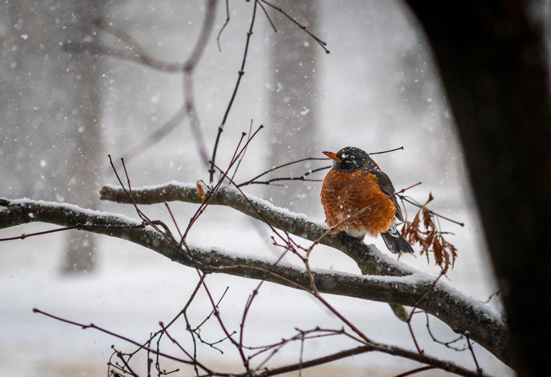 Plump Robin Surviving Winter