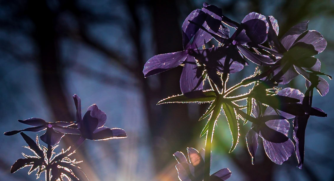 Wildflowers backlit by the early morning sun - Perhpas Wild Blue Phlox flowers, captured in the Shaw Nature Reserve