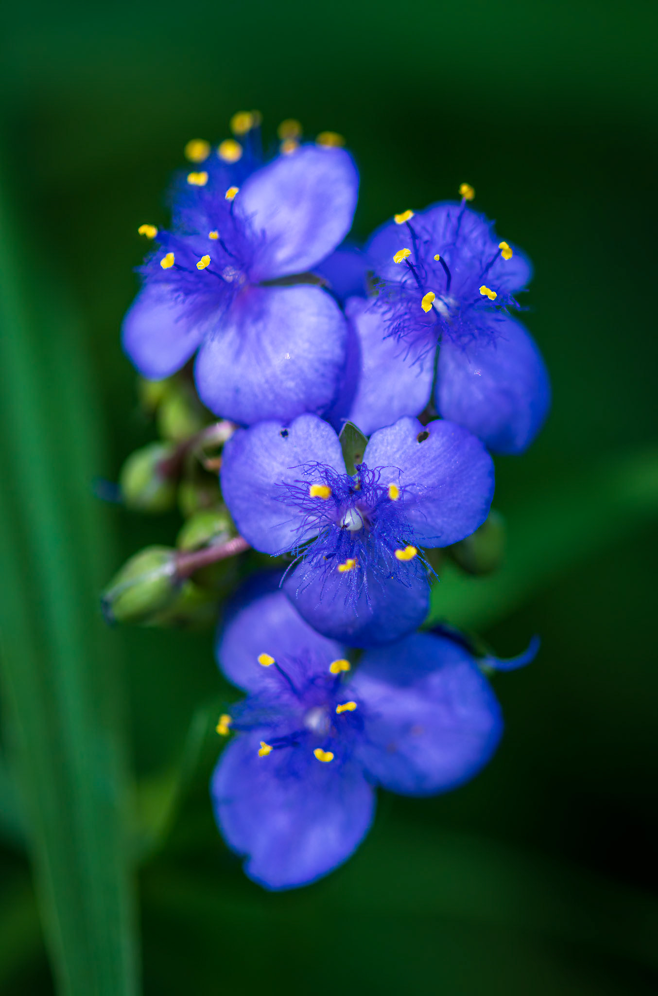 Ohio Spiderwort - Captured at the Shaw Nature Reserve
