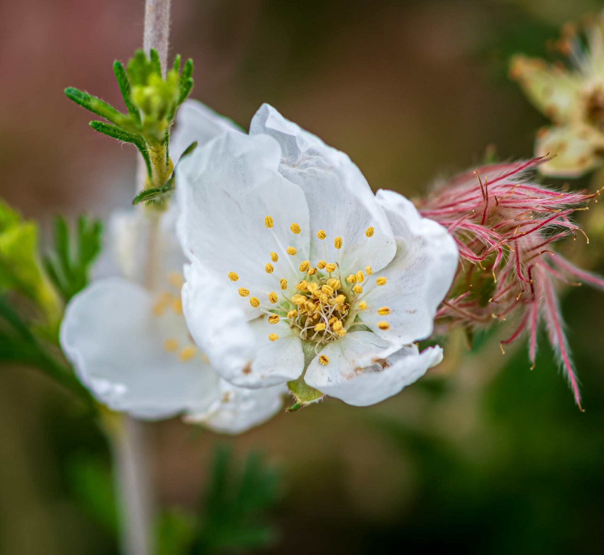 Apache Plume - Captured at the Garden of the Gods, Colorado Springs CO