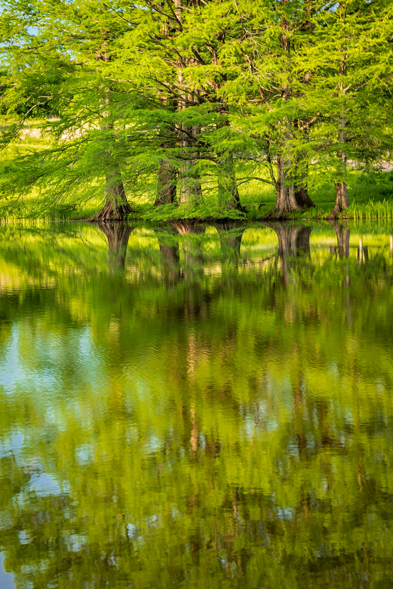Reflections On Pinetum Lake - Bald Cypress Trees on Pinetum Lake at the Shaw Nature Reserve