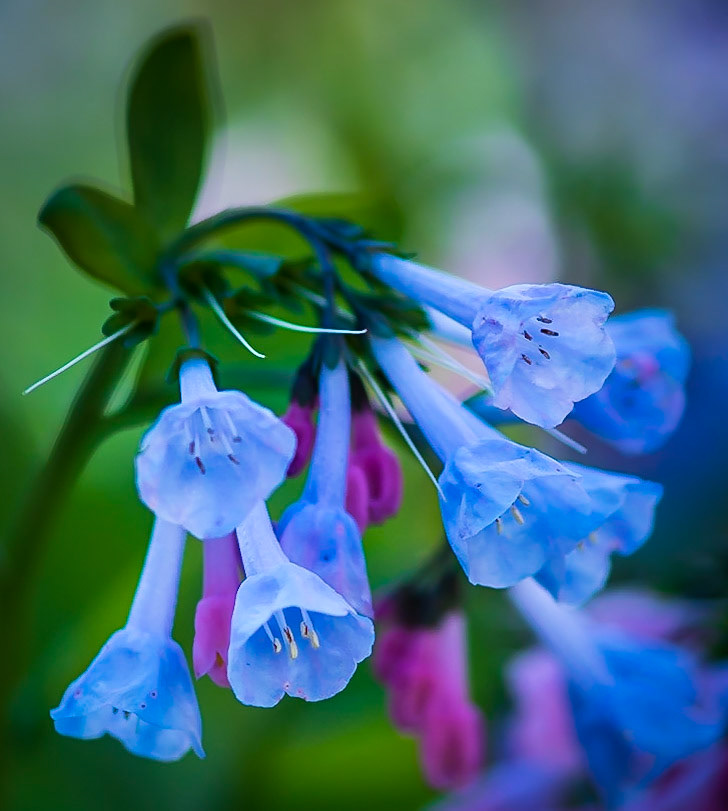 Always Beautiful Bluebell Flowers - Captured in the Shaw Nature Reserve