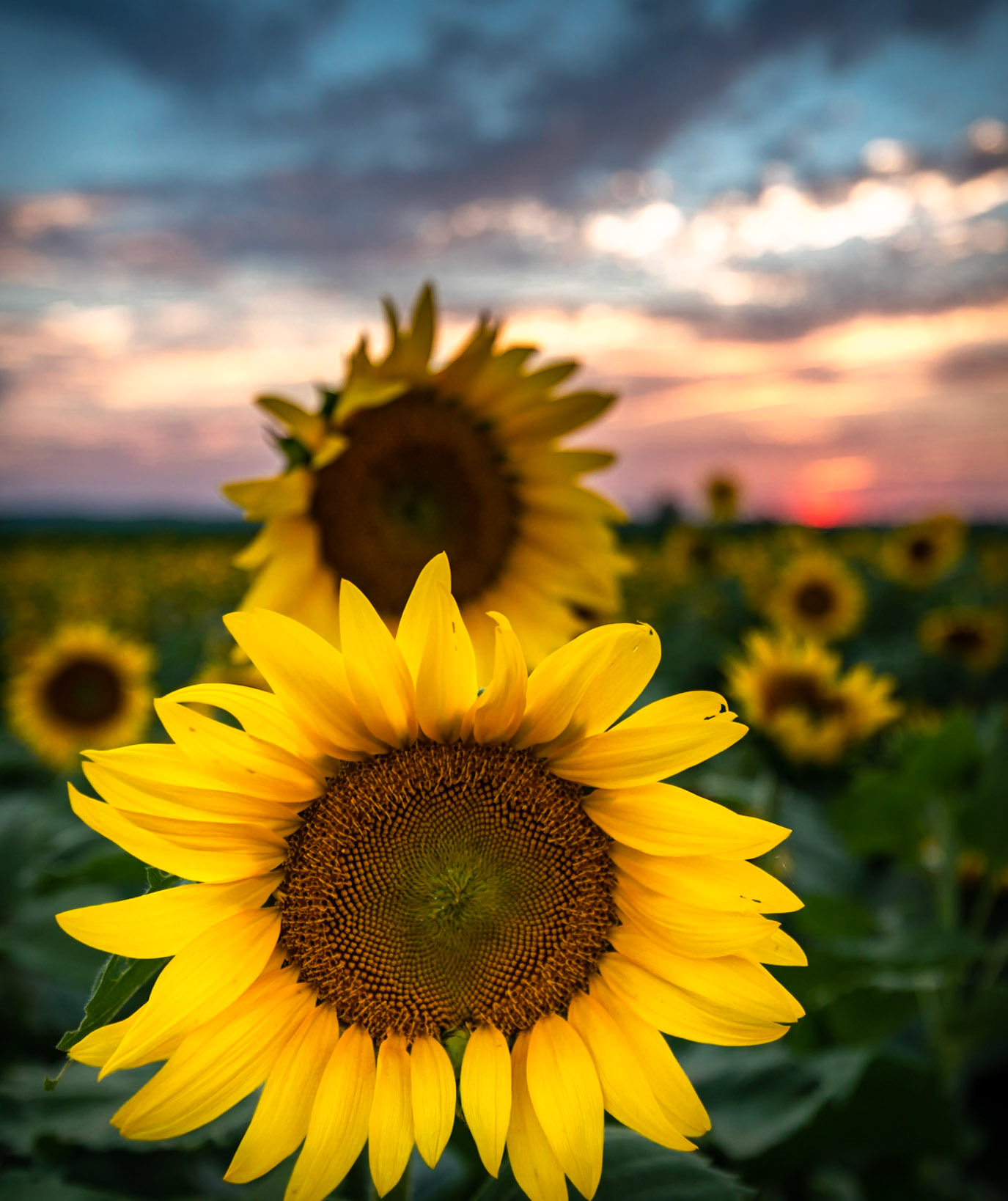 Sunflowers at Sunset - Columbia Bottom Conservation Area