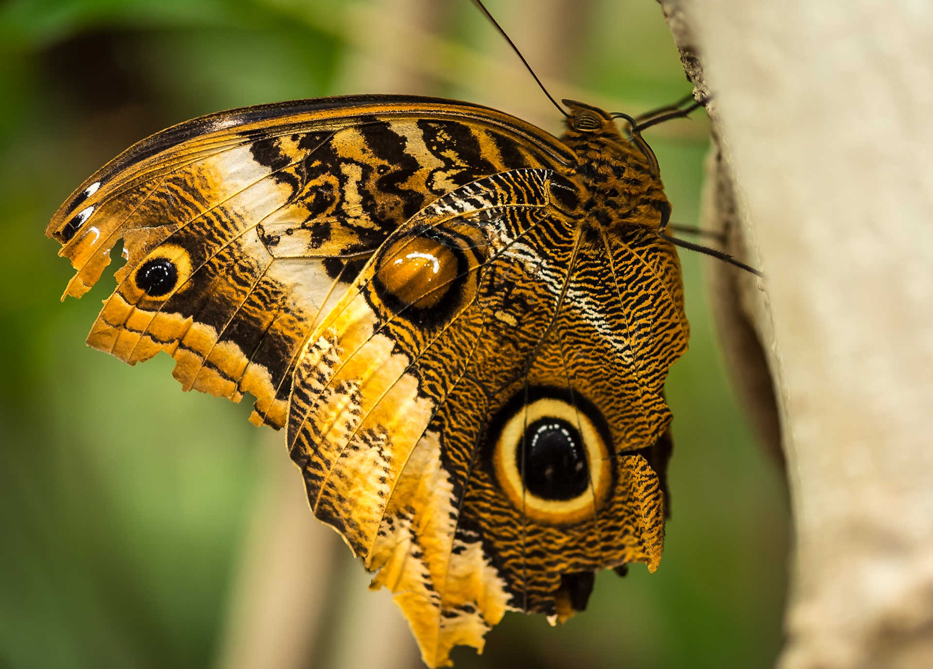 Owl Butterfly - Sophia M Sachs Butterfly House