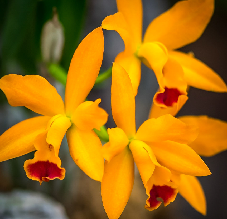 Potinara Orchid - Captured at the Butterfly House © Michael Smith Photography