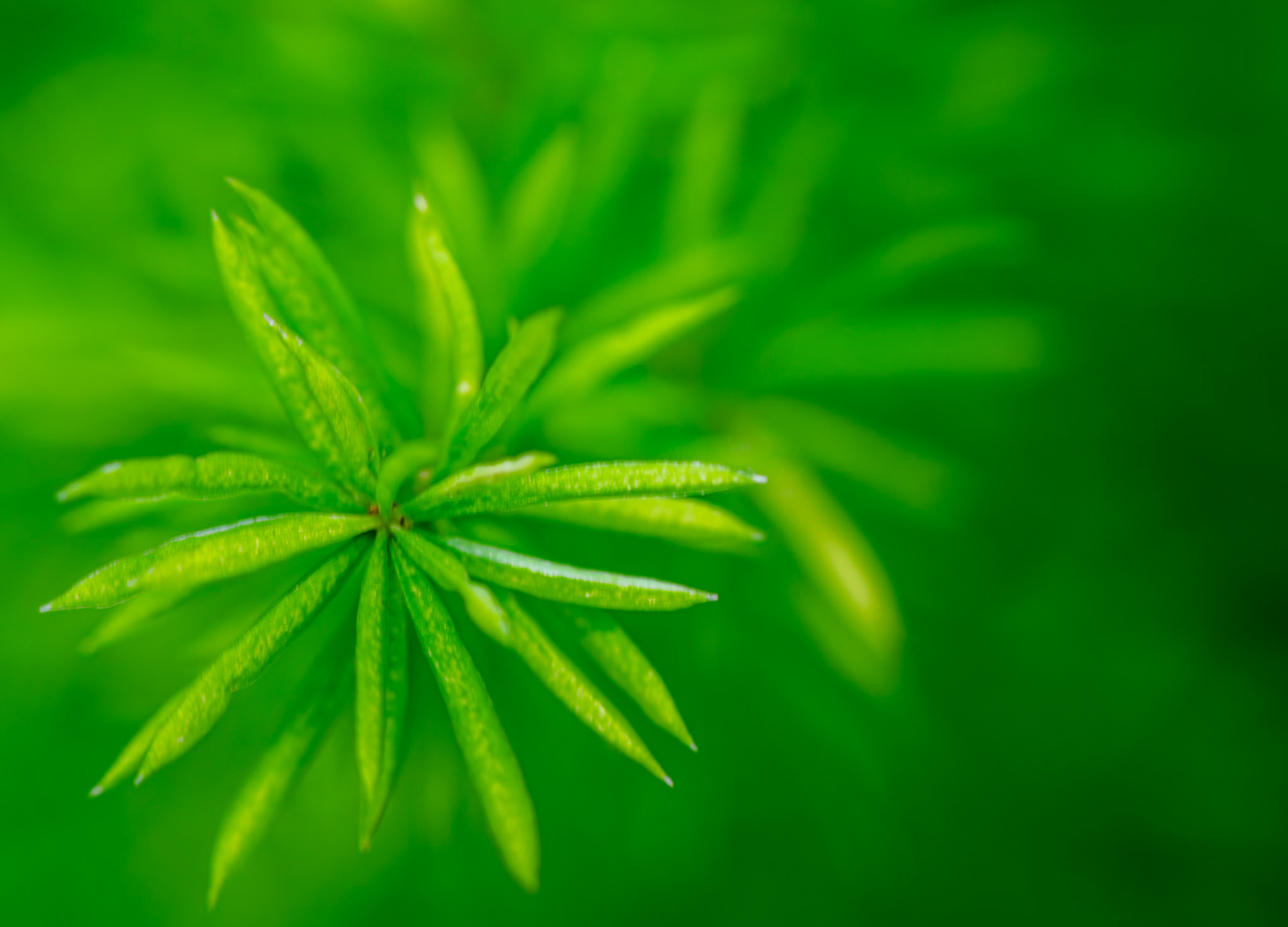 Green Illusions - Captured at the Jewel Box in St. Louis' Forest Park