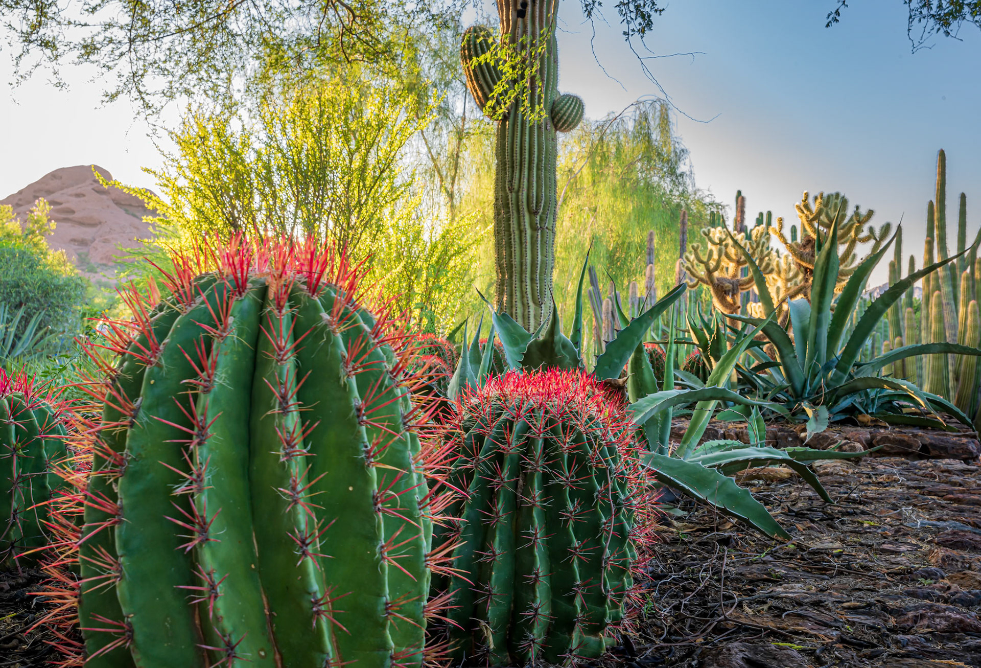 Desert Sunset - Captured at the Desert Botanical Garden