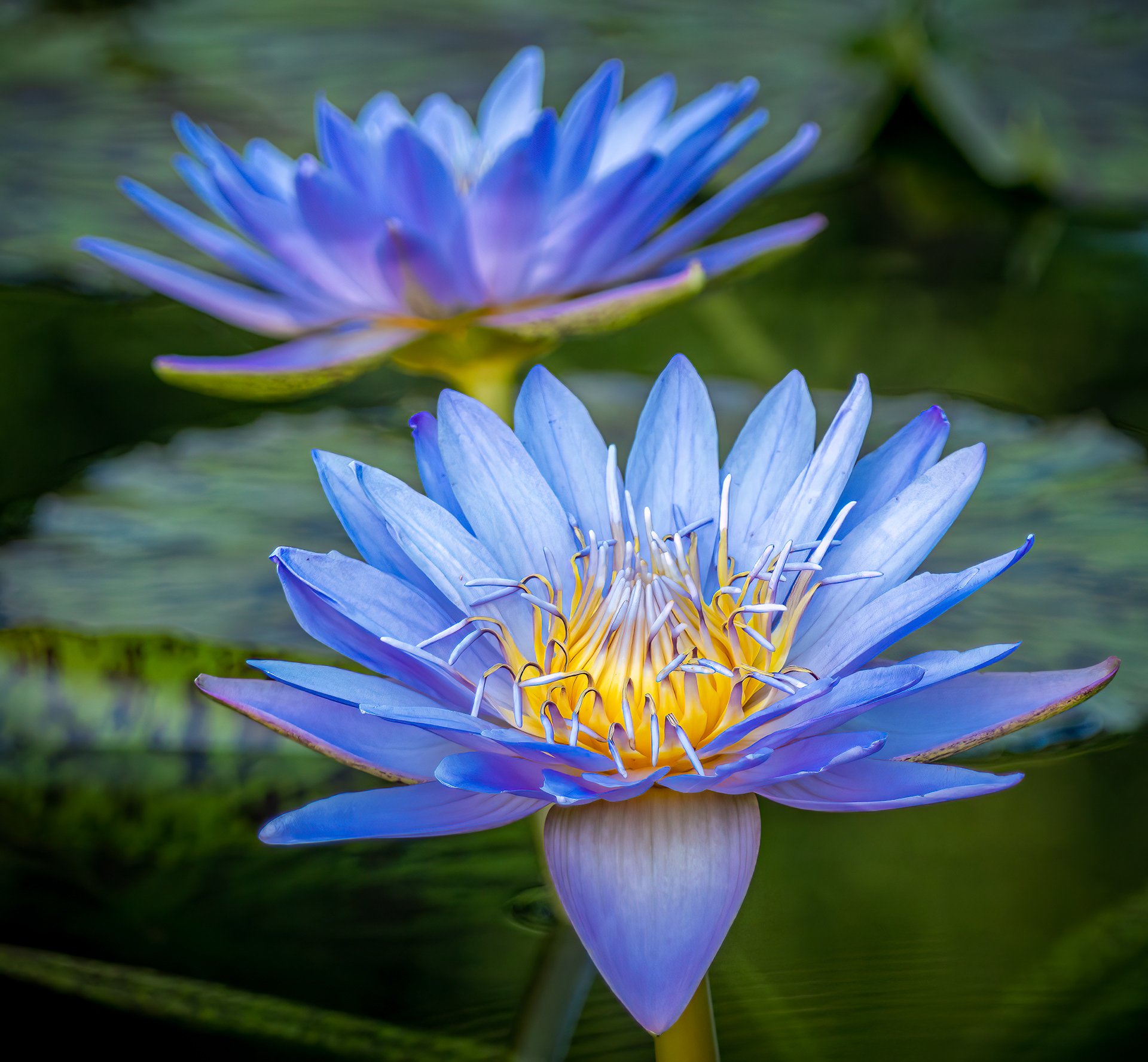 Resurrection of Beauty - 3rd place Win in 'Blue - Purple Flowers Contest run by the group Global Flowers Photography on Fine Art America, March 2026