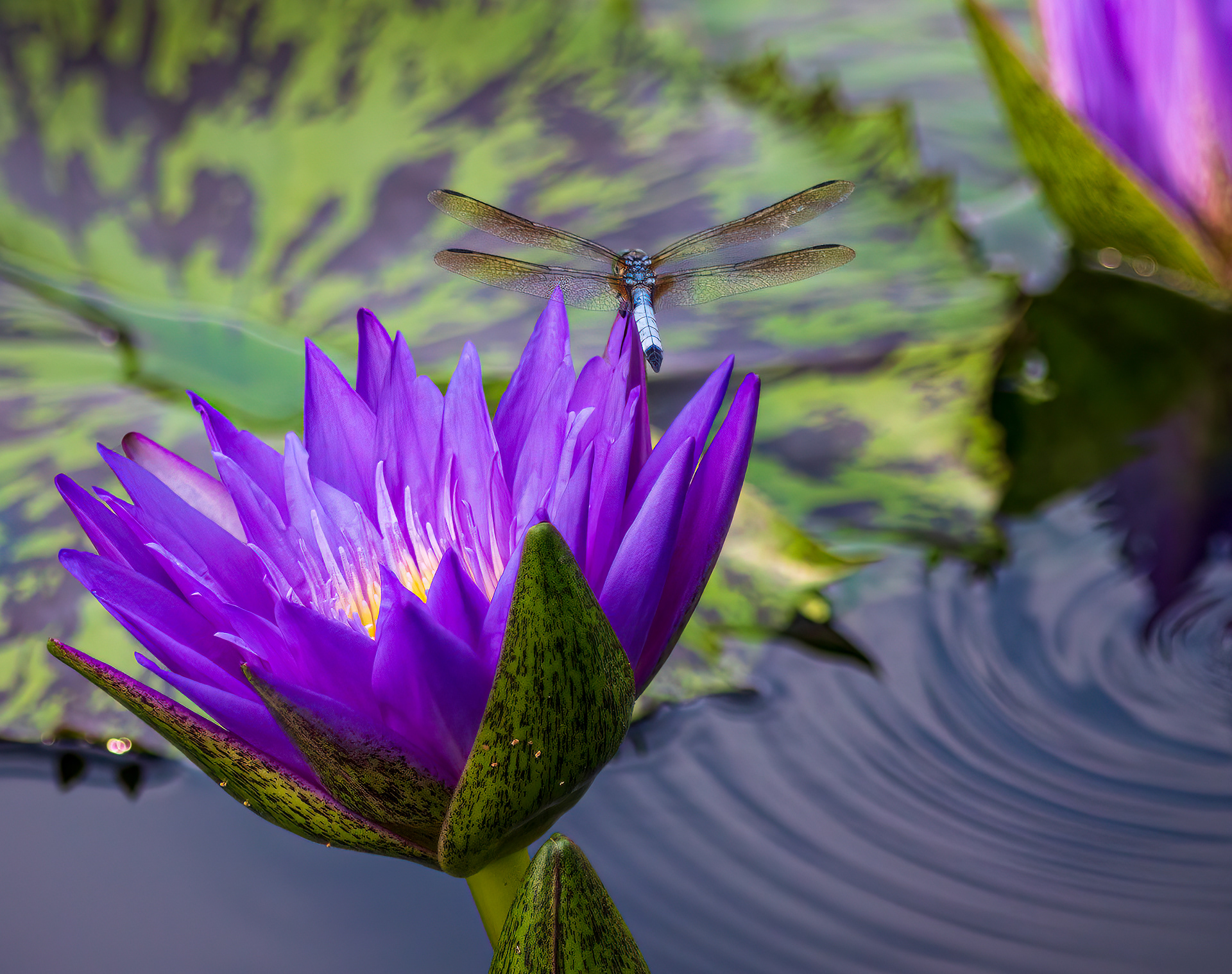 Nature's Palette