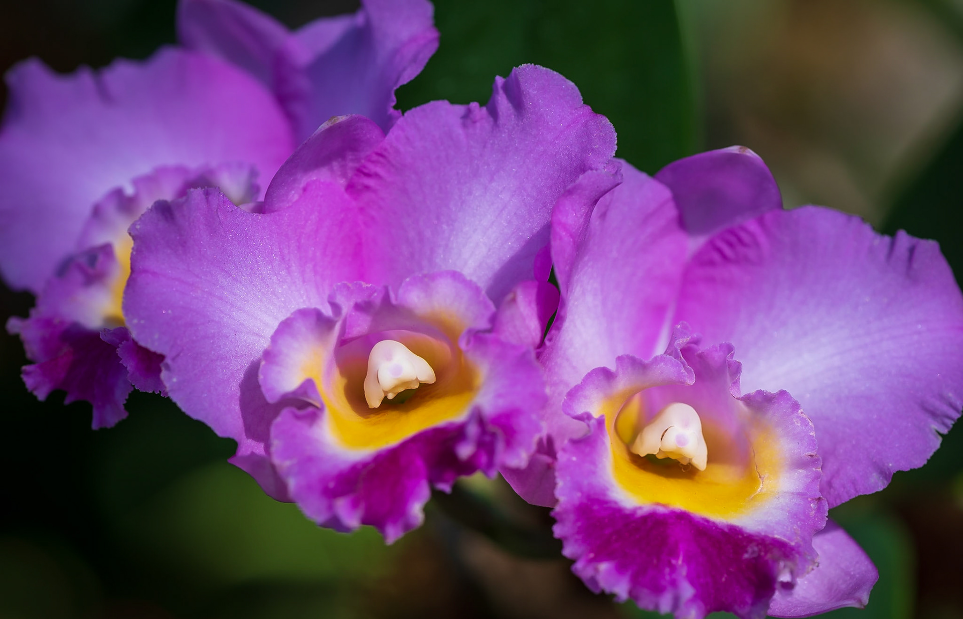 Purple Orchids - Captured at The Butterfly House