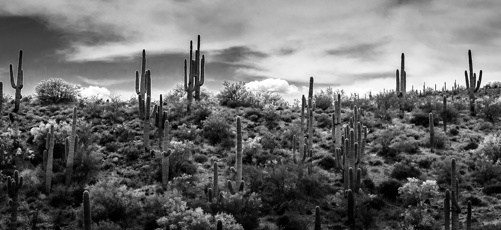Arizona Desert-Scape