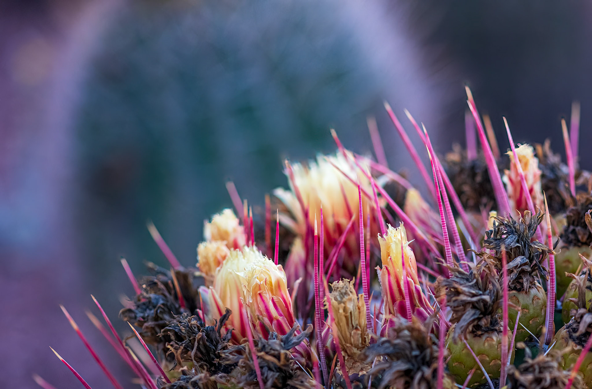 Fire Barrel Cactus Macro