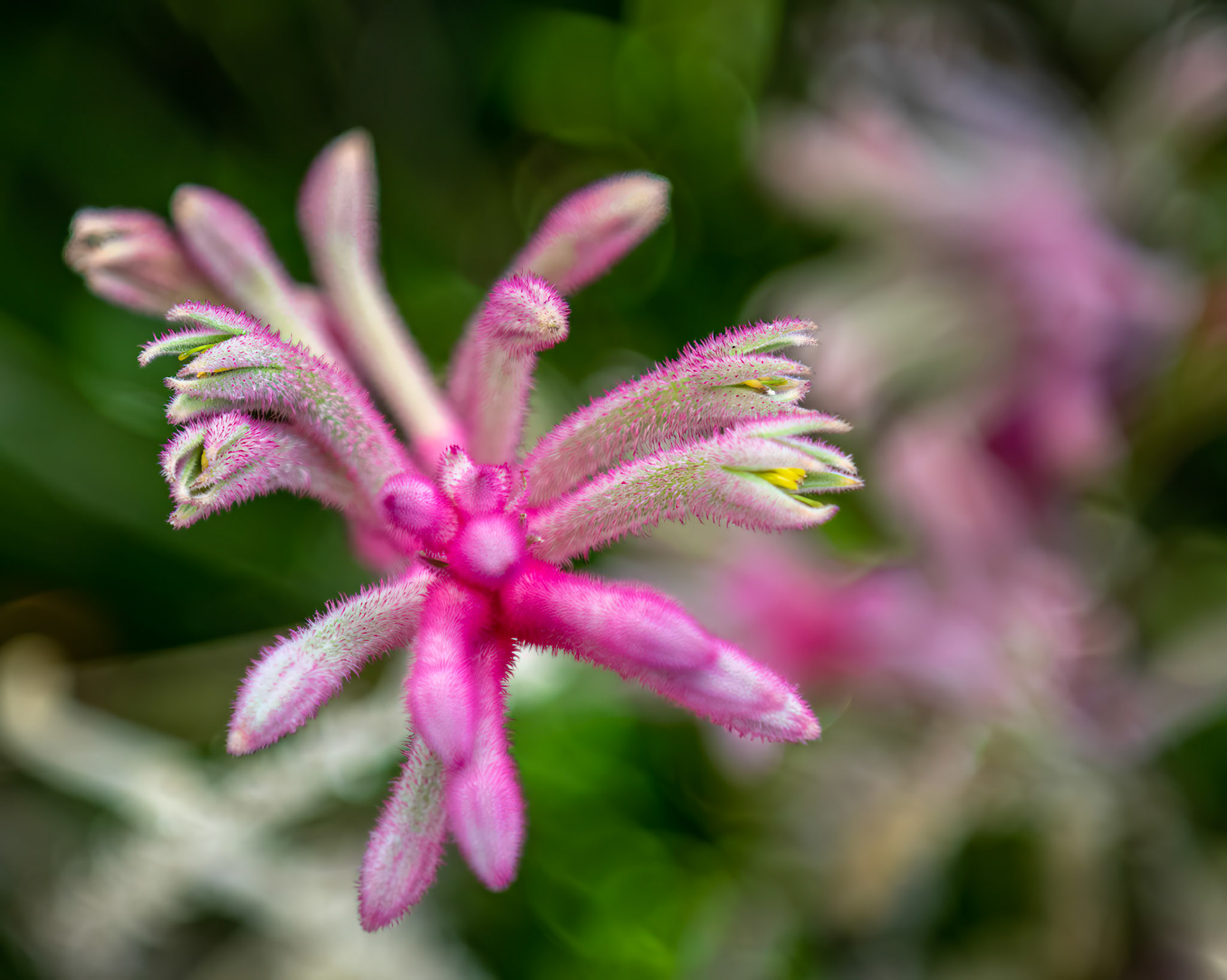Budding Kangaroo Paw