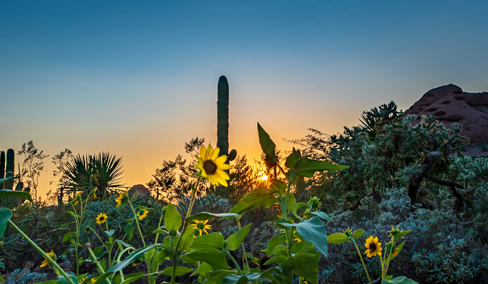 Sunset In The Desert - Captured at Desert Botanical Gardens, Phoenix AZ