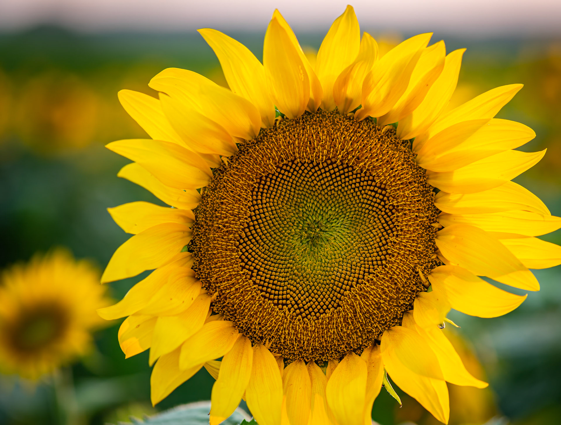 Farewell To Summer - Sunflowers at sunset at the Columbia Bottom Conservation Area