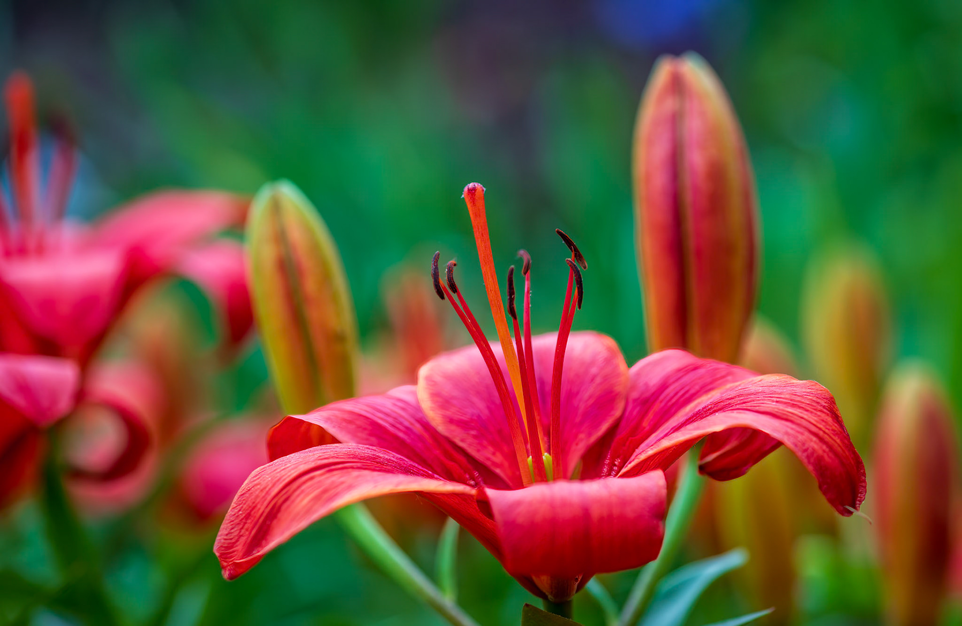 SNature's Poetry - stunning Asiatic Lily captured at the Missouri Botanical Garden