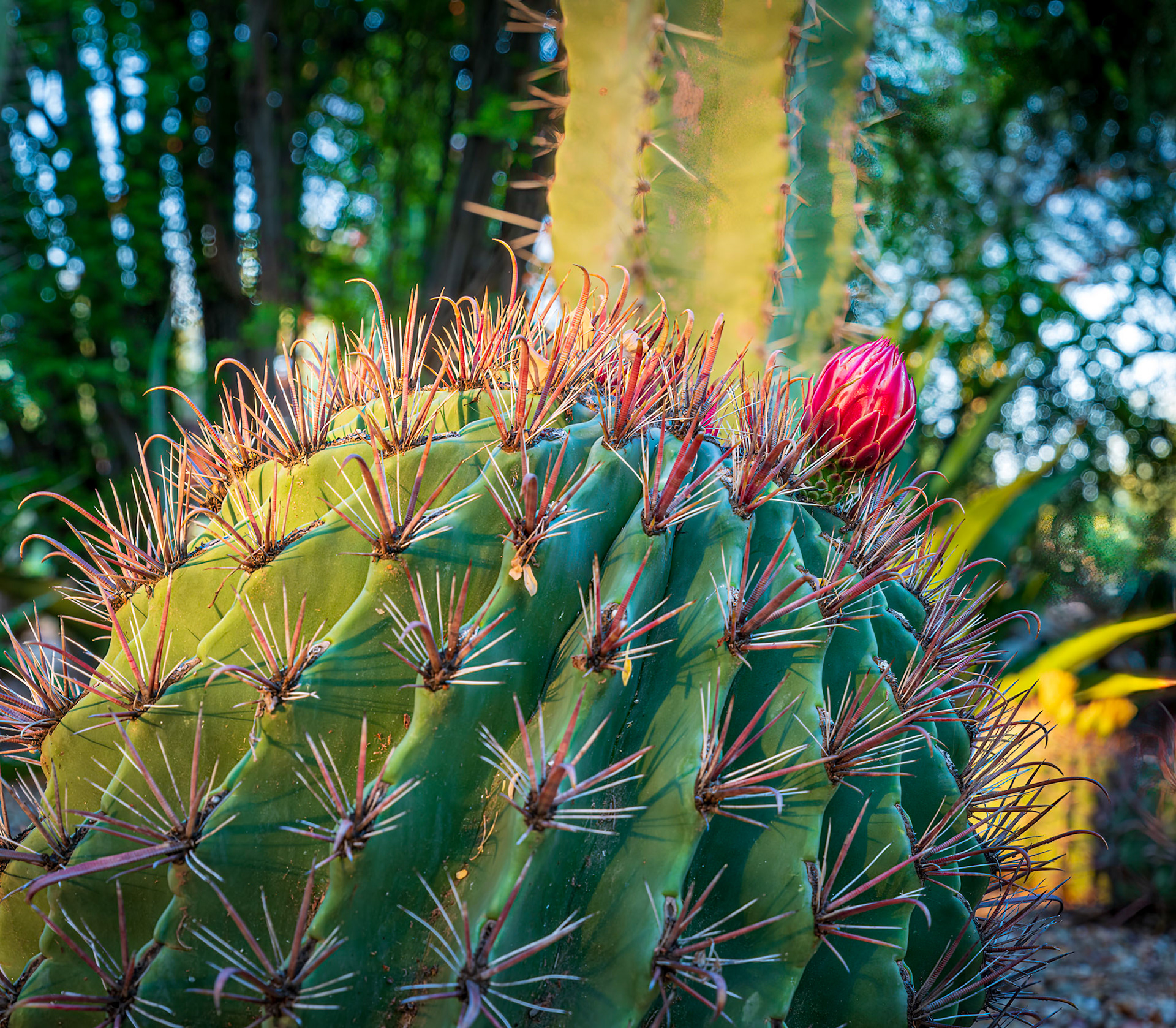 Barrel Cactus Macro